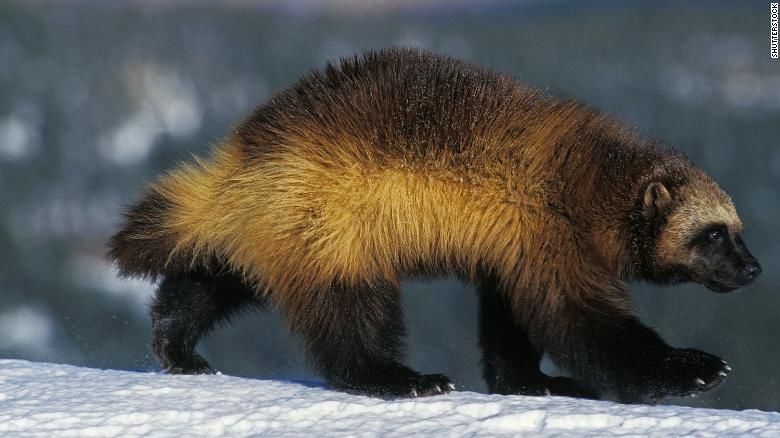 Wolverine